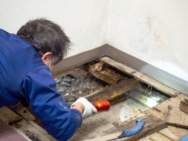 Best Toxic Mold Removal  in Abilene, KS