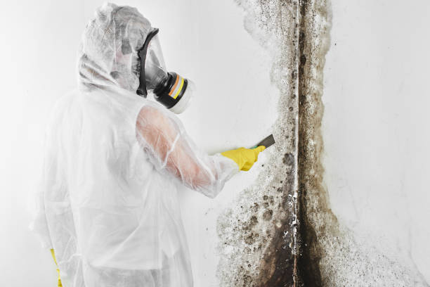 Best Affordable Mold Removal  in Abilene, KS