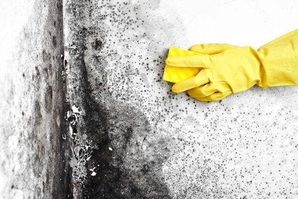 Best Mold Remediation  in Abilene, KS