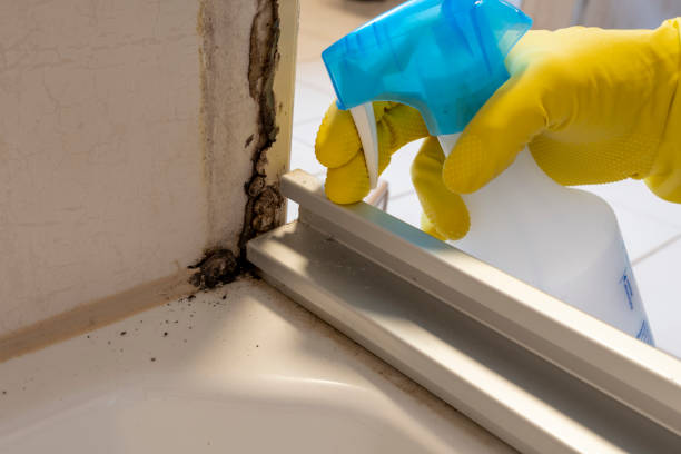 Attic Mold Removal in Abilene, KS