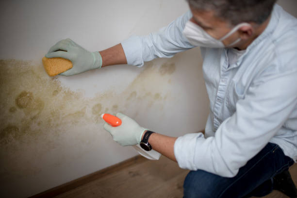 Best Same-Day Mold Removal  in Abilene, KS