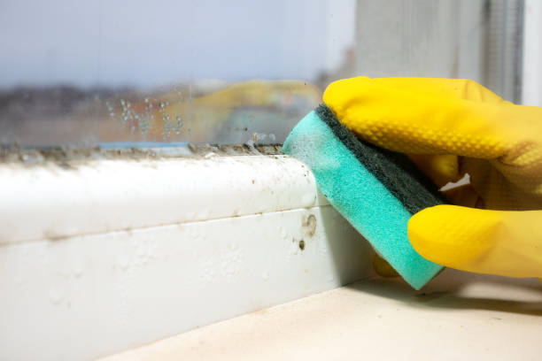 Best Mold Removal Company Near Me  in Abilene, KS