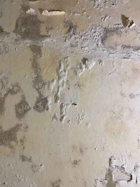 Best Commercial Mold Removal  in Abilene, KS