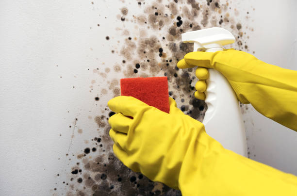Best Best Mold Removal Companies  in Abilene, KS