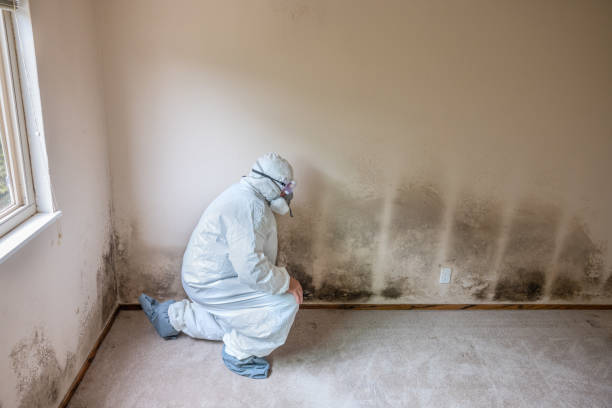 Mold Testing and Removal in Abilene, KS